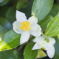 Green Tea Flower